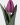 watermarked_tulipa-triumf-grp-enkel-milka_1495020435